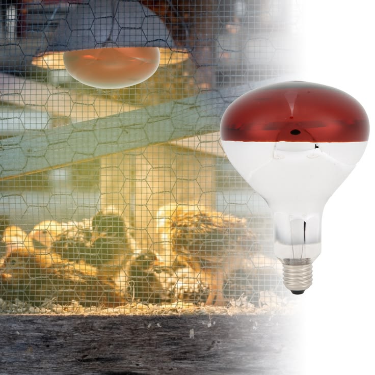 lampe chauffante infrarouge pour poussins 100w / 150w / 250w – Élevage avicole lampe chauffante infrarouge pour poussins 100w / 150w / 250w – Élevage avicole