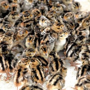 poussins de caille