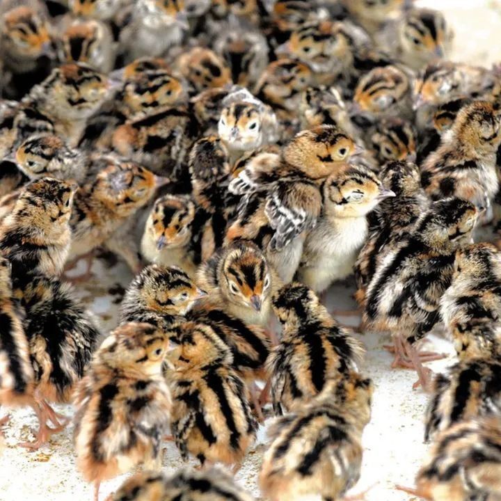 poussins de caille